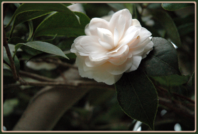 012_camelia.jpg