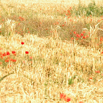 211_ble-et-coquelicots.jpg