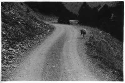 028_mouton_NB.jpg