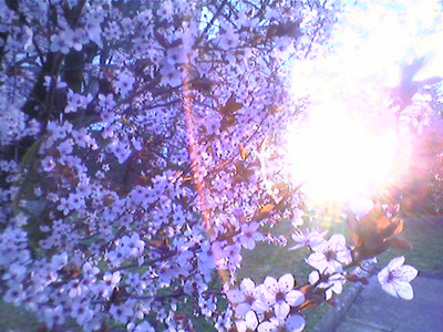 039_eclat-de-printemps.jpg