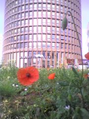 073_coquelicot.jpg